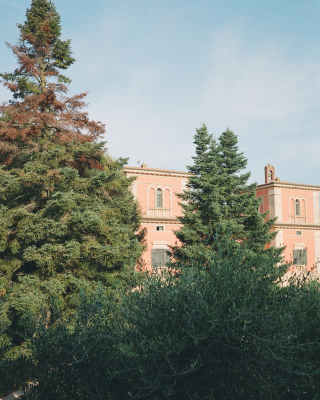 Behind the Trees