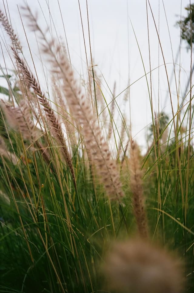 Grass