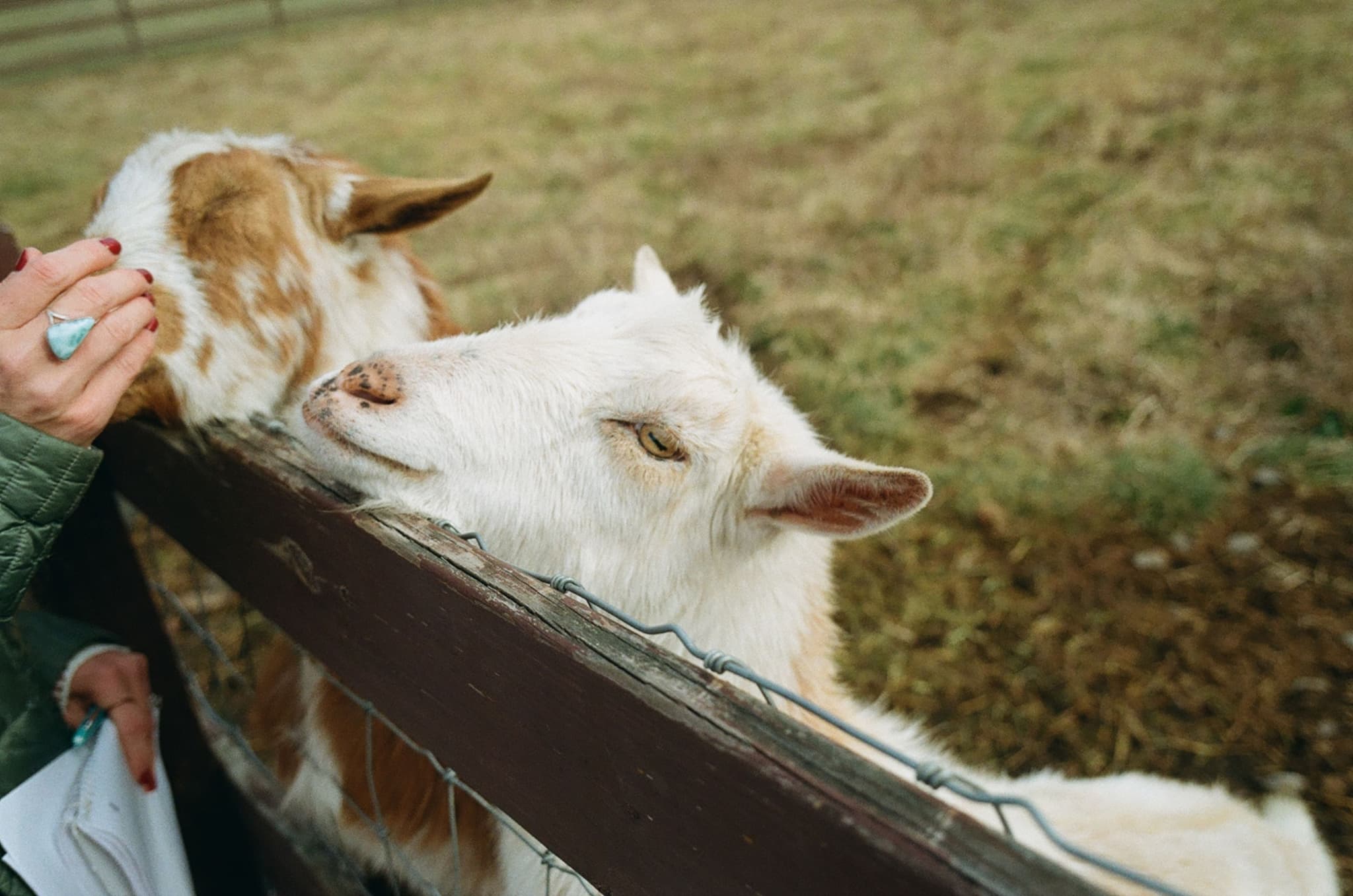 LeGOAT