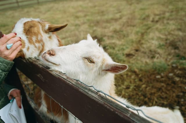 LeGOAT