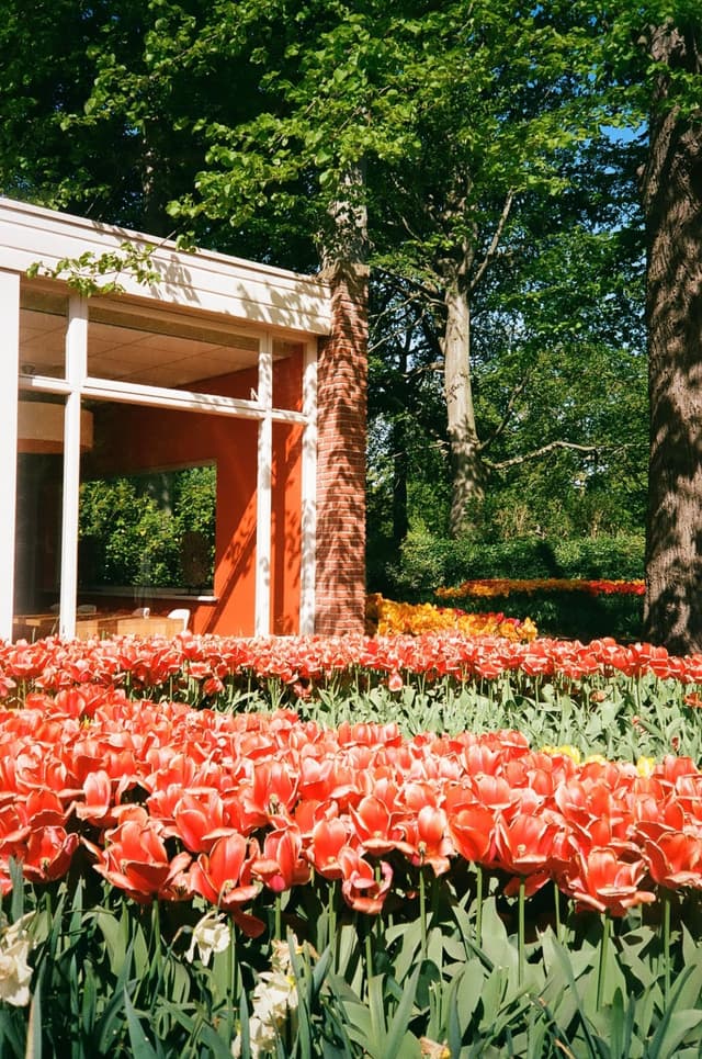 Tulips